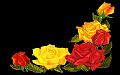 fleurs et nature (167)